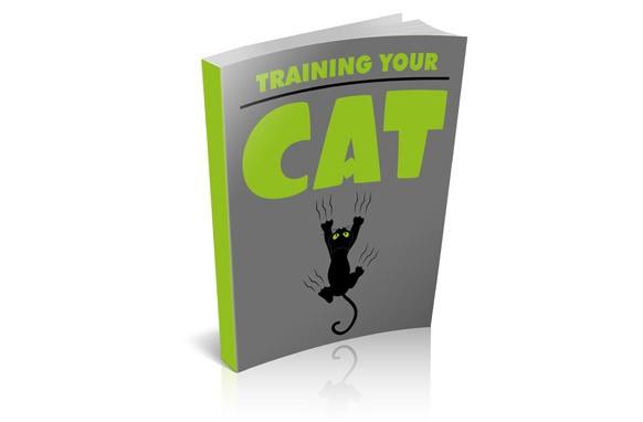 Training Your Cat